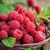 maline