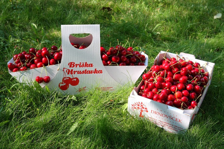 Češnje - briške hrustavke