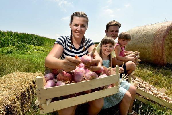 Mlada družina na polju pobira čebulo