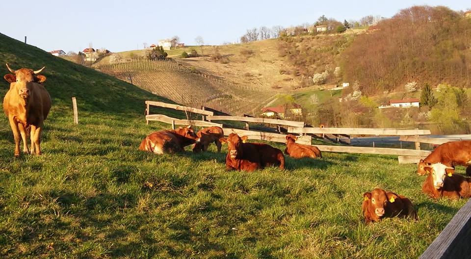 ekoloska-kmetija-gersovnik-kunstek-6