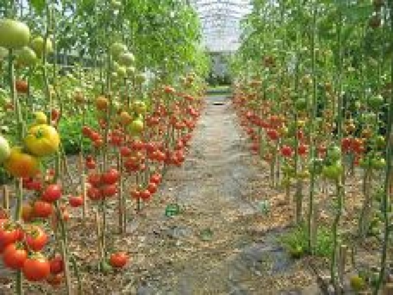 ekoloska-kmetija-burgar-1