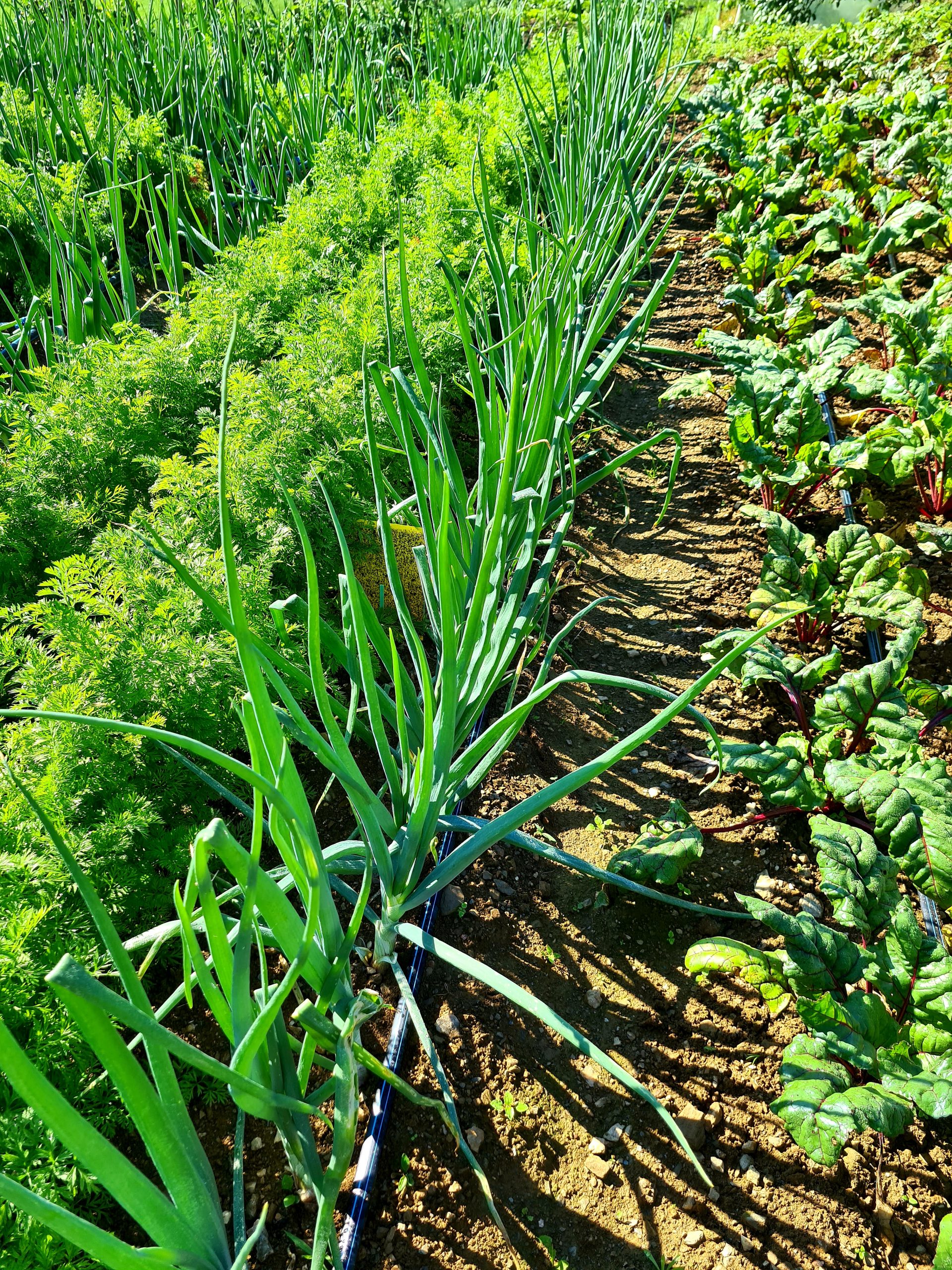 eko-kmetija-vogelnik-15