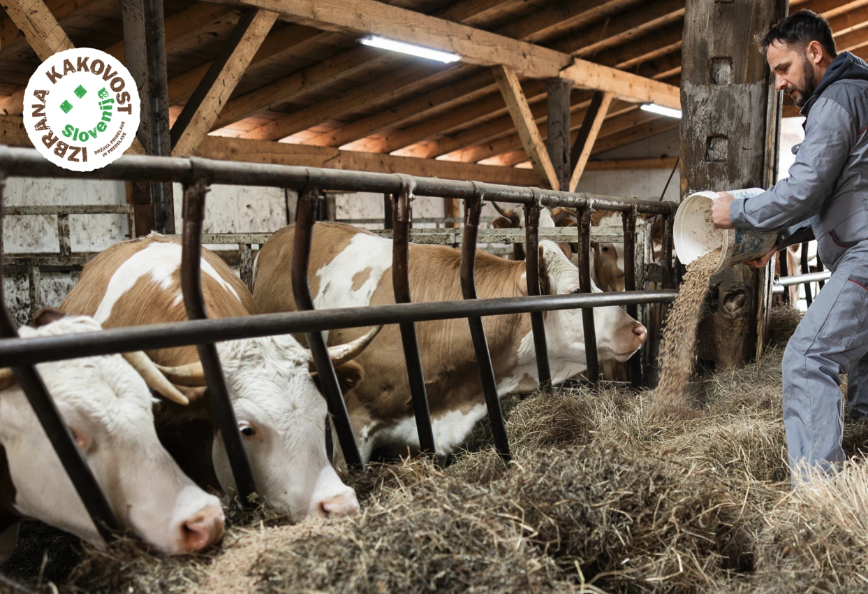 Branko Klenovešek hrani krave v hlevu