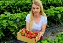 dr. Nika Cvelbar Weber v nasadu jagod drži v rokah gajbico slovenskih jagod