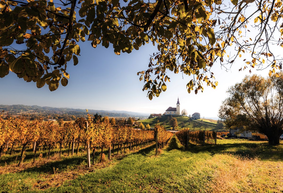 martinovanje na bizeljskem