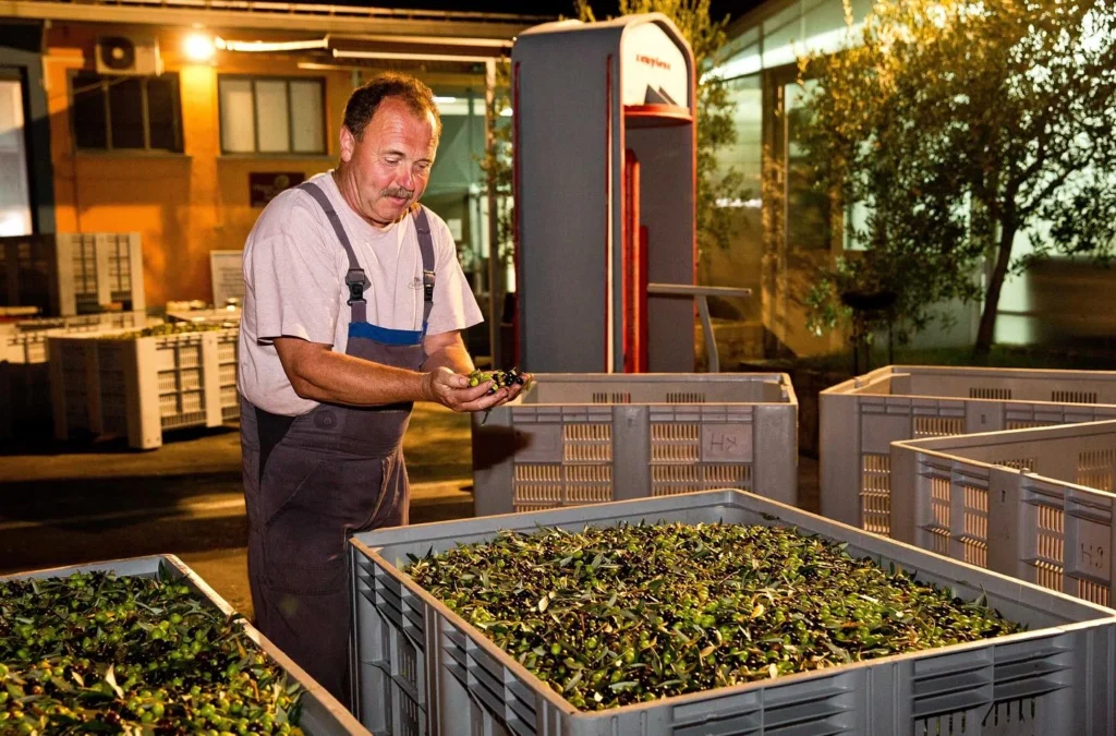 Franc Morgan kaže pridelavo oljčnega olja