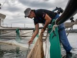Moški preverja ulov v ribiški mreži