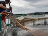 Praznjenje ribiških mrež