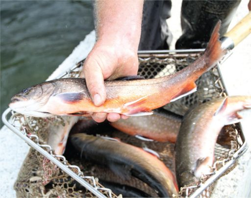 Ribič v rokah drži ribo