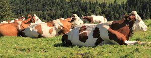 Krave počivajo na travniku