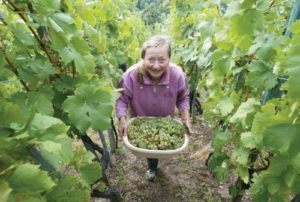 Ženska s polno košaro grozdja v vinogradu