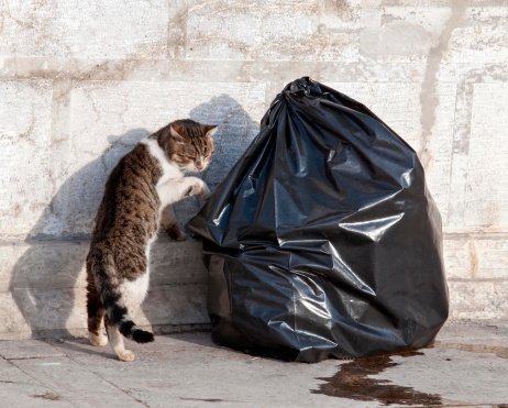 Maček z vrečko polno smeti