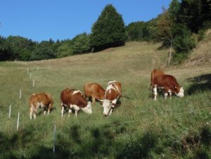 Krave na pašniku