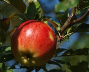Rdeče jabolko na veji