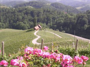 Vinograd slikan iz daljave s cesto v obliki srčka