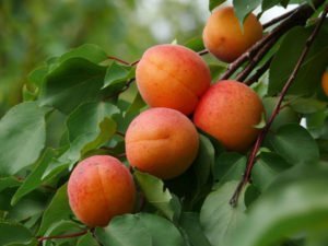 Čas je za sezonsko sadje – marelice