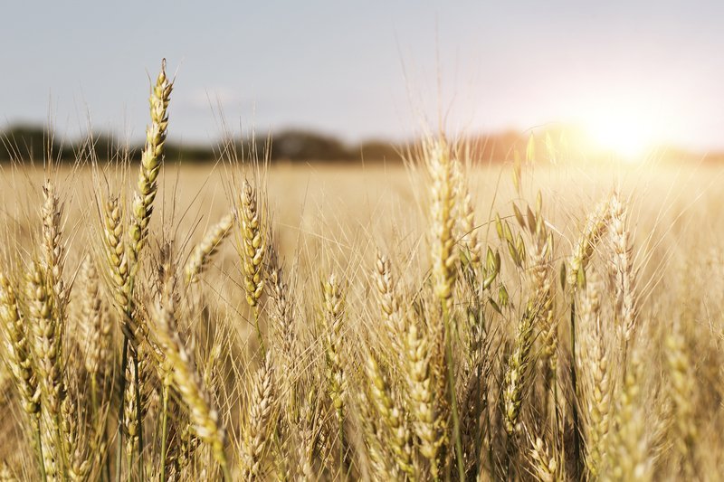 Žitno polje pšenice