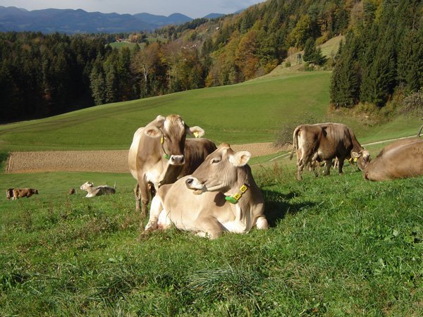 Krave počivajo