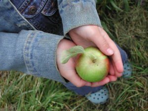 Otrok drži jabolko v dlaneh