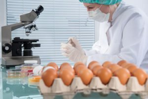 Laborantka preverja kakovost jajc v laboratoriju