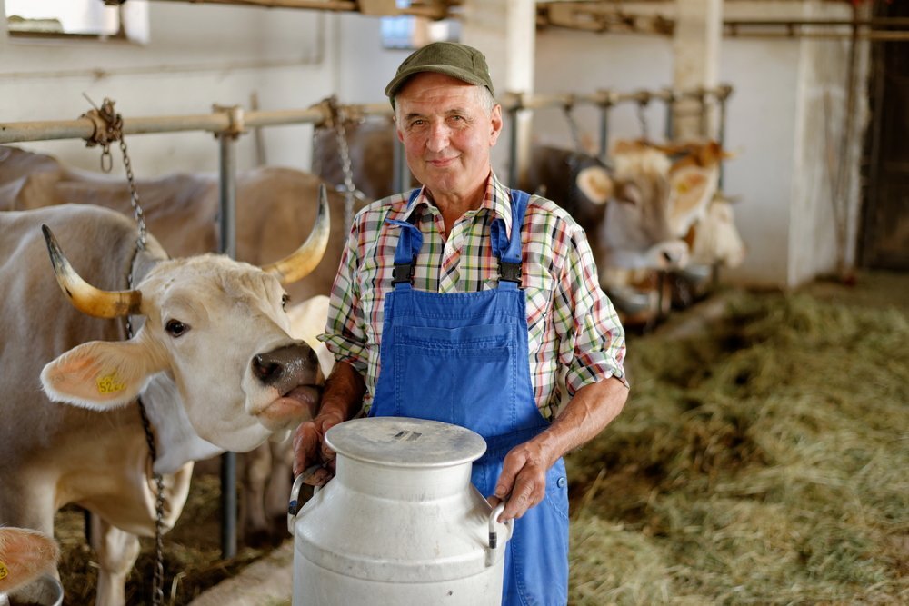 Kmet v hlevu drži kantico mleka