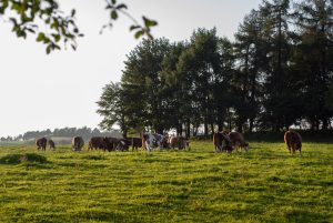 Krave na travniku