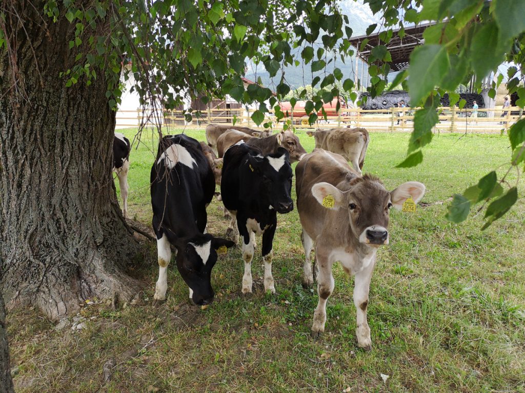 krave na travniku