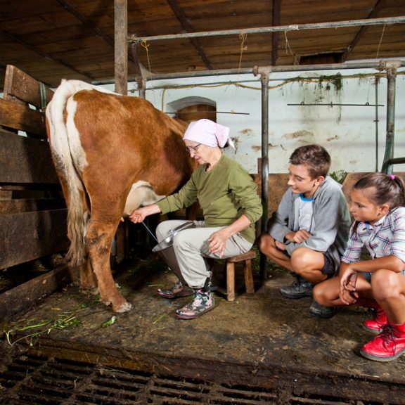 starejša ženska kaže otrokoma kako pomolzti kravo