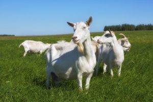 Čreda koz, ki se pasejo na zeleni travi