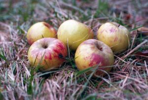 Stara sorta jabolk - na travi