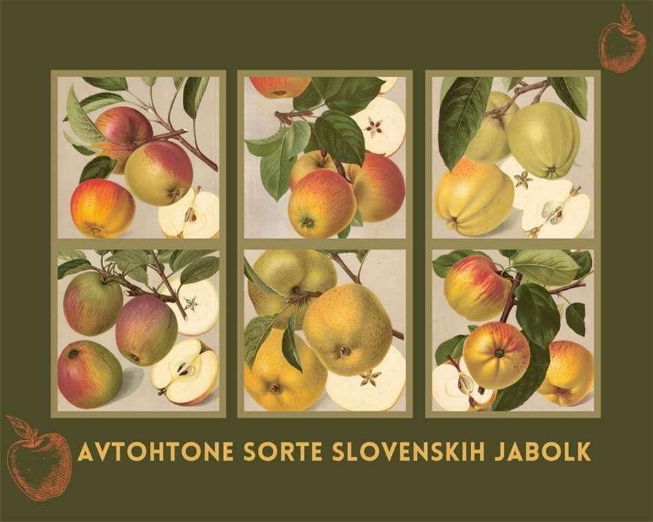 Avtohtone sorte slovenskih jabolk