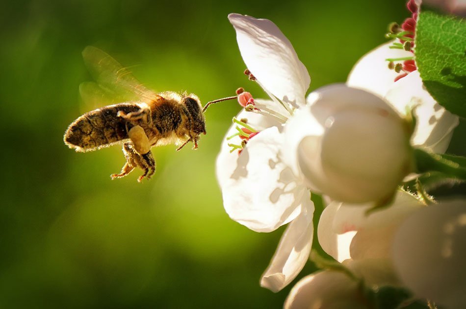 Čebela nabira med