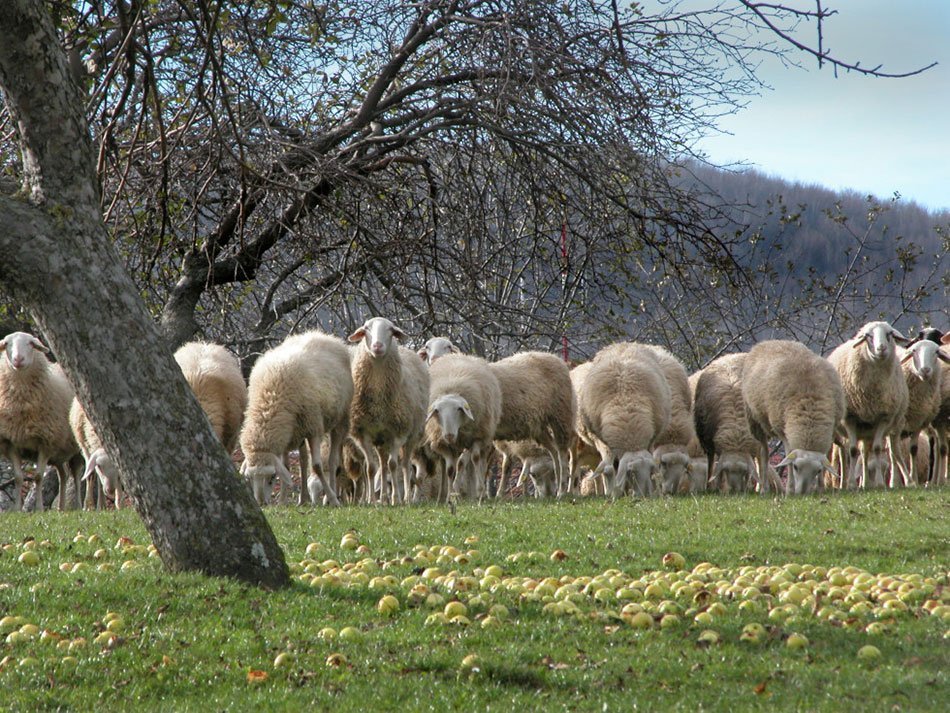 Ovce na paši