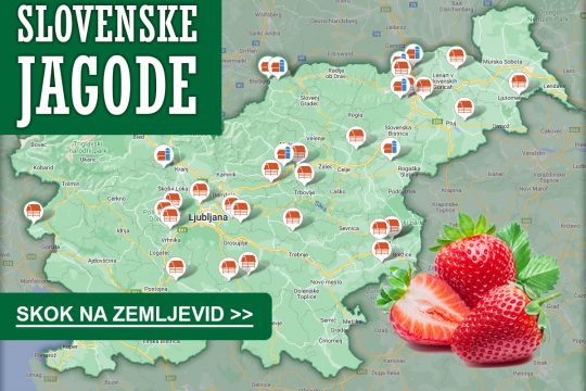Domače jagode, slovenske jagode, kmetije, pridelovalci